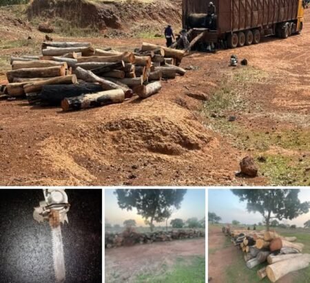 Légion de Kolda : Démantèlement d’un vaste réseau de trafic de bois à Médina Yoro Foulah