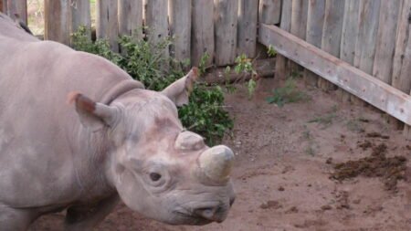 Réintroduire les rhinocéros en Afrique du Sud: Amos, le protecteur de rhinos