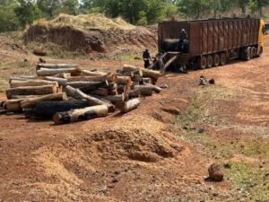 Trafic de bois : Dix (10) individus interpellés à Médina Yoro Foulah