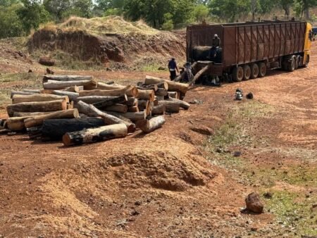 Trafic de bois : Dix (10) individus interpellés à Médina Yoro Foulah