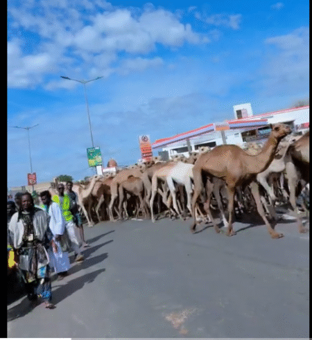 L’arrivée des bœufs et chameaux de Serigne Saliou Thioune (vidéo)