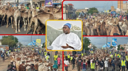 Magal 2025: L’arrivée spectaculaire des boeufs de Serigne Saliou Thioune, la circulation bloquée (Vidéo)