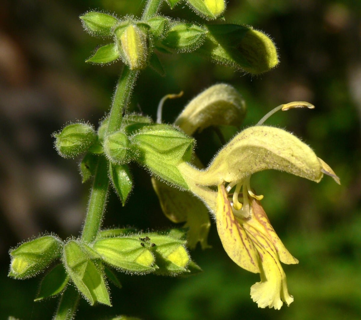 On voit ici les poils glanduleux de la sauge glutineuse, qui lui ont donné son nom, ainsi que ses fleurs jaunes.