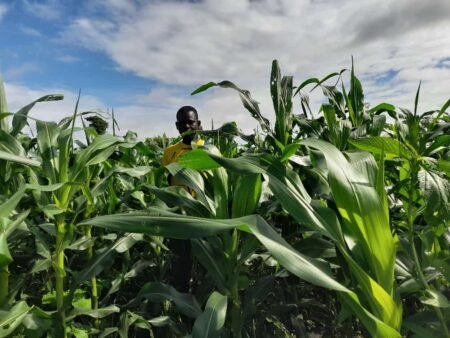 des rendements record grâce au maïs hybride Mastrop-143