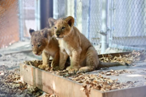 Une nouvelle vie pour les lions du Zoo Animalia