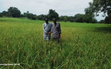 Tournée agricole à Kolda : les riziculteurs plaident pour des équipements postrécoltes et des magasins de stockage