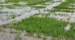 Crue du fleuve Sénégal : Des rizières englouties à Guédé Village